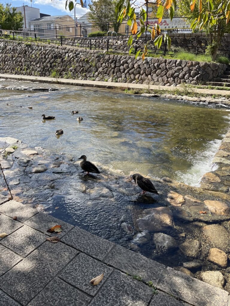 都賀川の石の上や水の中で過ごすカルガモたち(私が撮影)
