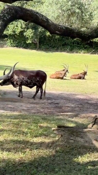 アニマルキングダムのサファリで見た動物（私が撮影）