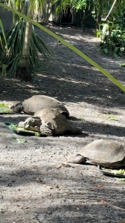 サファリで見た大きなカメ（私が撮影）